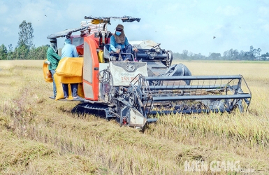 Doanh nghiệp Kiên Giang trúng gói thầu 16.667 tấn gạo xuất khẩu sang Hàn Quốc